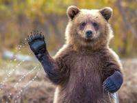 Медведь, гулявший по Северодвинску, ушёл в леса