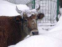 Снегопад в Онежском районе обрушил частную ферму