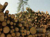 За 4 месяца 2016 г. заготовка древесины леспромхозами ГК «Титан» составила 757,2 тыс. м³