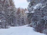 Прокуратура Архангельской области улучшает климат в лесах