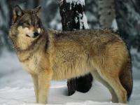 Возле кладбища «Миронова гора» под Северодвинском застрелили волка