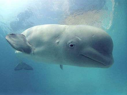 Поморье вместе со всем миром отмечает всемирный день китов и дельфинов