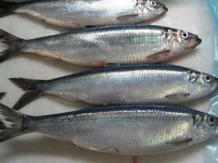 Доля импортной рыбы в Поморье составляет 7-8% от общего числа рыбной продукции в магазинах