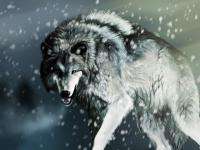 За каждого убитого волка охотникам в Архангельской области будут платить по десять тысяч рублей