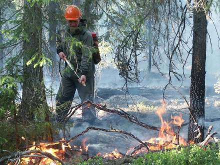 В Шенкурском районе пожарные-парашютисты ликвидировали лесной пожар 