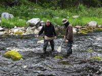 В реках нацпарка «Онежское Поморье» наблюдается естественное восстановление популяции семги