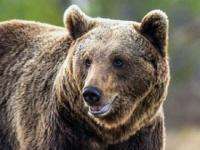 В Маймаксанском округе Архангельска завелся медведь