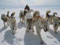 Федор Конюхов отправится на собачьих упряжках из Карелии в Архангельскую область 