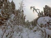 Возле Коряжмы три человека были спасены от замерзания в лесу