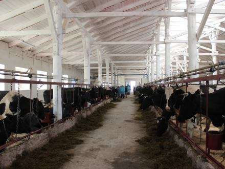В Холмогорах открылась новая ферма для 200 коров