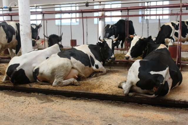 В Холмогорах открылась новая ферма для 200 коров