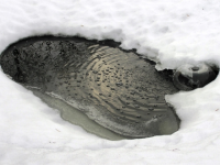 В Северодвинске спасатели пришли на выручку рыбаку, провалившемуся под лёд