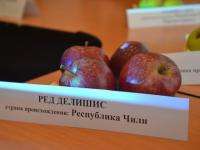 Польские яблоки в магазинах Архангельской области заменят на приднестровские и чилийские