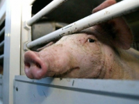 В Вельском районе отменили карантин по африканской чуме свиней
