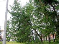 Из-за сильного ветра в Архангельске упали несколько деревьев