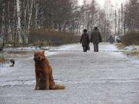 Захватившая торговый зал в Архангельске собака сдалась спасателям