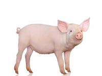 При пожаре в Котласском районе погибло более 30-ти свиней