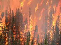 В НАО ликвидированы все очаги возгорания тундровых пожаров