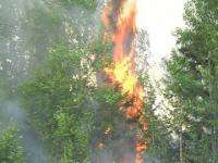 Лесной пожар остановлен в паре километров от деревни в Вельском районе