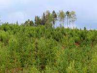 Под Северодвинском экологи проверили состояние леса на месте пожара у Куртяевского урочища