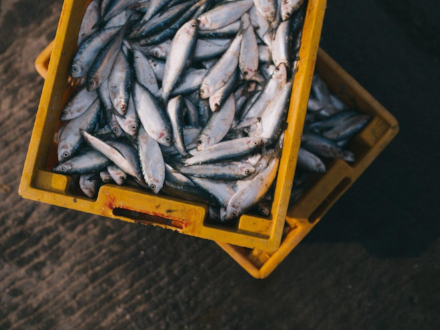 В Северодвинске изъяли из оборота тонну рыбы, которая хранилась с нарушениями
