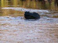 В реке Онега обнаружено тело пропавшей старушки