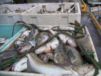За десять месяцев 2015 года в Архангельскую область доставлено 3480 тонн рыбы, выловленной по прибрежным квотам 