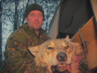 В Северодвинске на кладбище подстрелили огромного волка