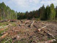 ОНФ Архангельской области проверят лесные участки, предоставленные для научно-исследовательских работ
