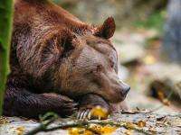 Под Северодвинском охотники ликвидировали медведя 