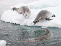 Обнаруженные в Арктике острова получили официальные названия