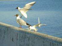 На слежение за птицами в Поморье выделят особый грант