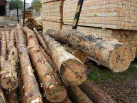 В Архангельском области свалки отходов лесопилок угрожают лесу 