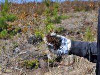 План по посадке леса в Архангельской области выполнен более чем на 90 процентов