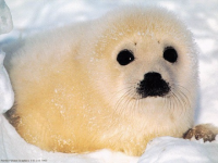 Под Северодвинском спасатели помогли детёнышу тюленя добраться до воды