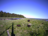 В "Онежском Поморье" медведица с медвежатами угодила в фотоловушку