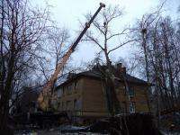 С крыши дома в Архангельске сняли рухнувший тополь
