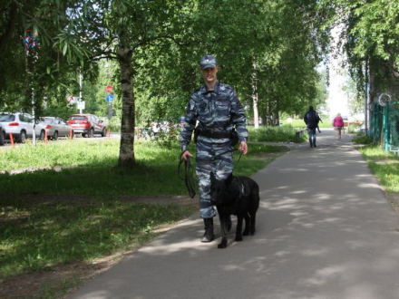 В Архангельске кинолог с собакой по горячим следам задержали похитителя алкоголя