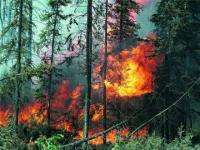 В Архангельской области зафиксированы первые лесные пожары