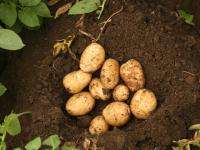 В семи районах Архангельской области приступили к уборке картофеля