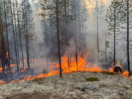 В Архангельской области завершился лесопожарный сезон