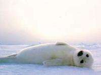 Суда в Белом море будут обходить залежки тюленей