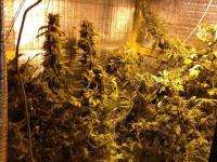  Северодвинские наркополицейские прикрыли работу лаборатории по выращиванию марихуаны
