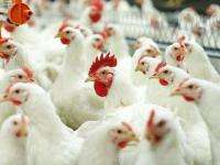 Няндомская птицефабрика должна возобновить работу уже в 2016 году