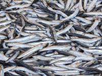 Правительство Поморья настаивает на сохранении квот для рыболовов