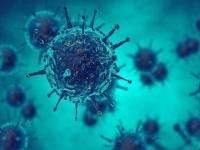 На коронавирус обследована почти что половина Поморья
