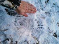 В кварталах Северодвинска обнаружили медвежьи следы