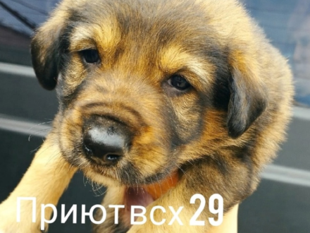 В городской приют Архангельска поступили щенки, которые ищут новых хозяев