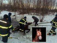 В Архангельске под лед провалился конь Оберег