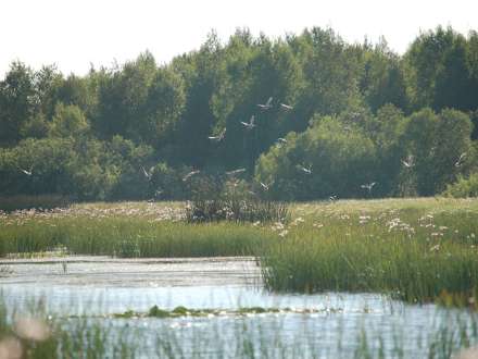 У озера Лача – самого большого в Архангельской области – появится водоохранная зона 